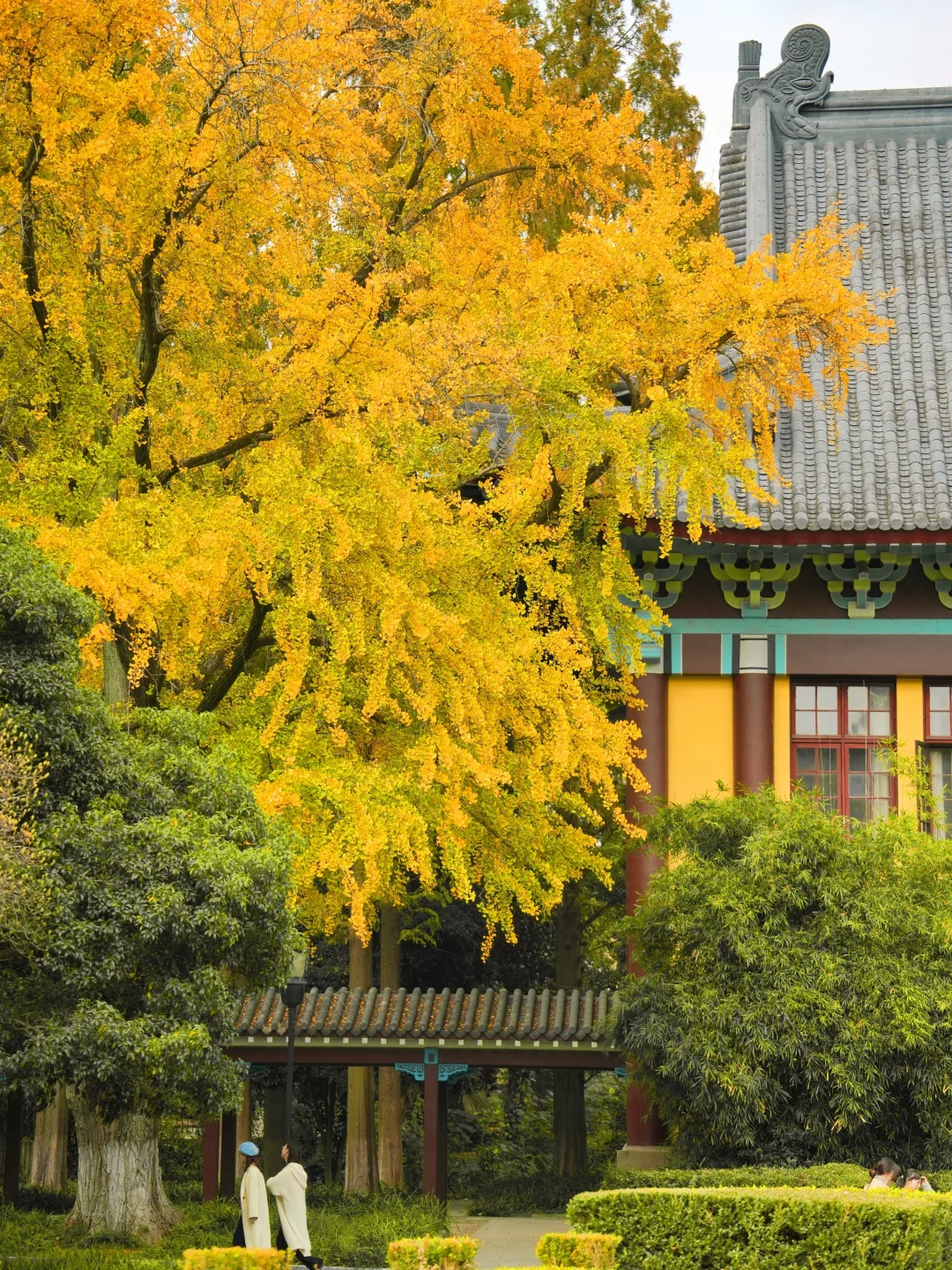 南京|有哪所高校的秋天，比NNU更懂浪漫⁉️