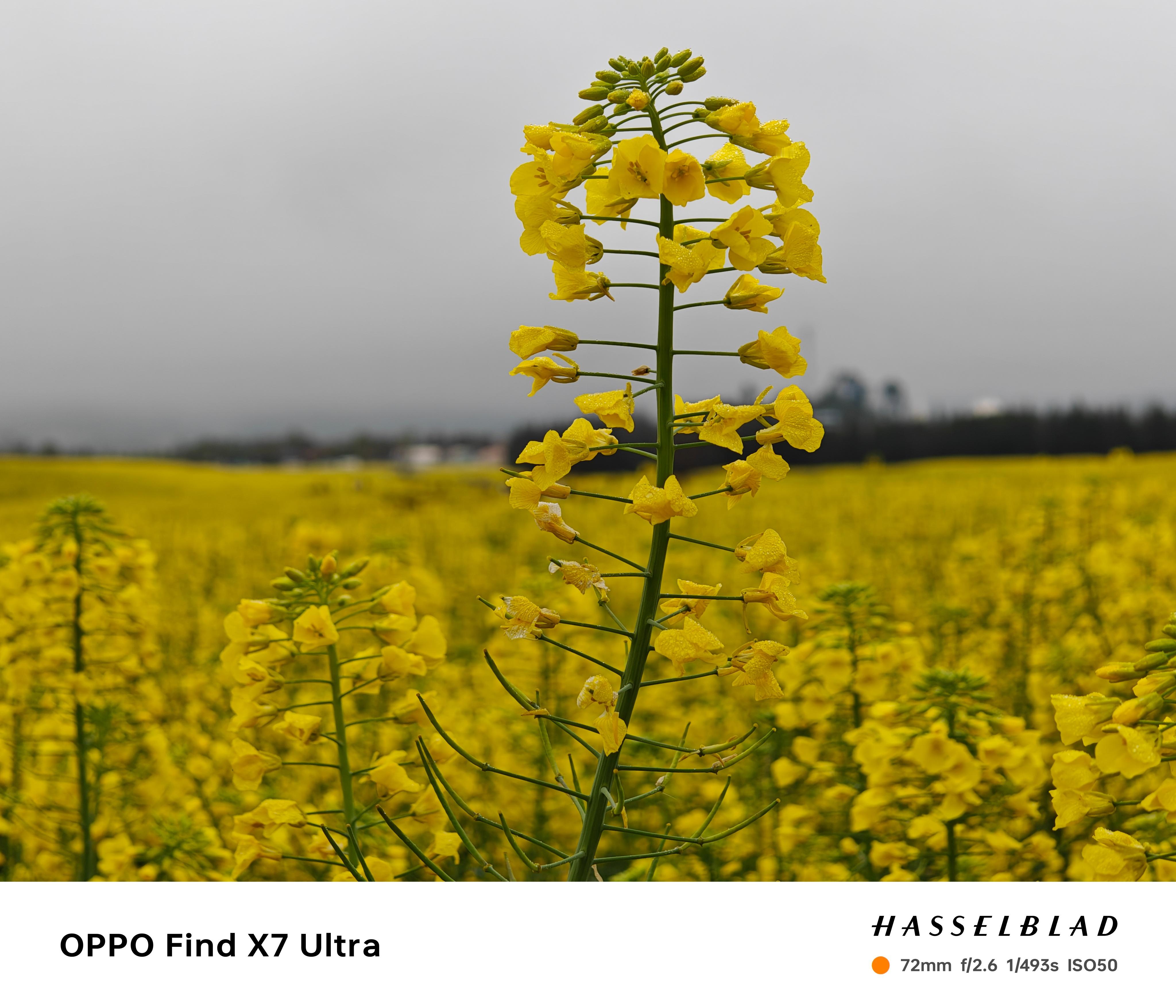 #罗平油菜花迎来盛花期# 云南罗平的油菜花田迎来了盛放的季节，金黄色的花海铺展开