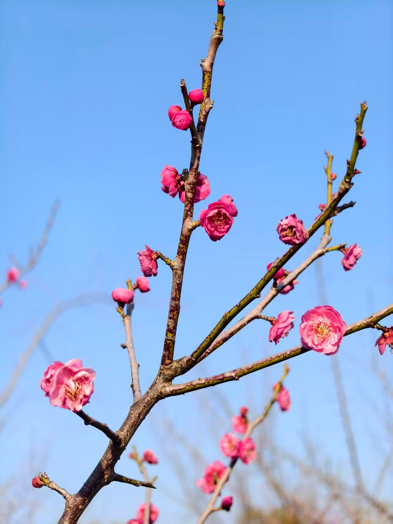 晒图笔记大赛红梅花开