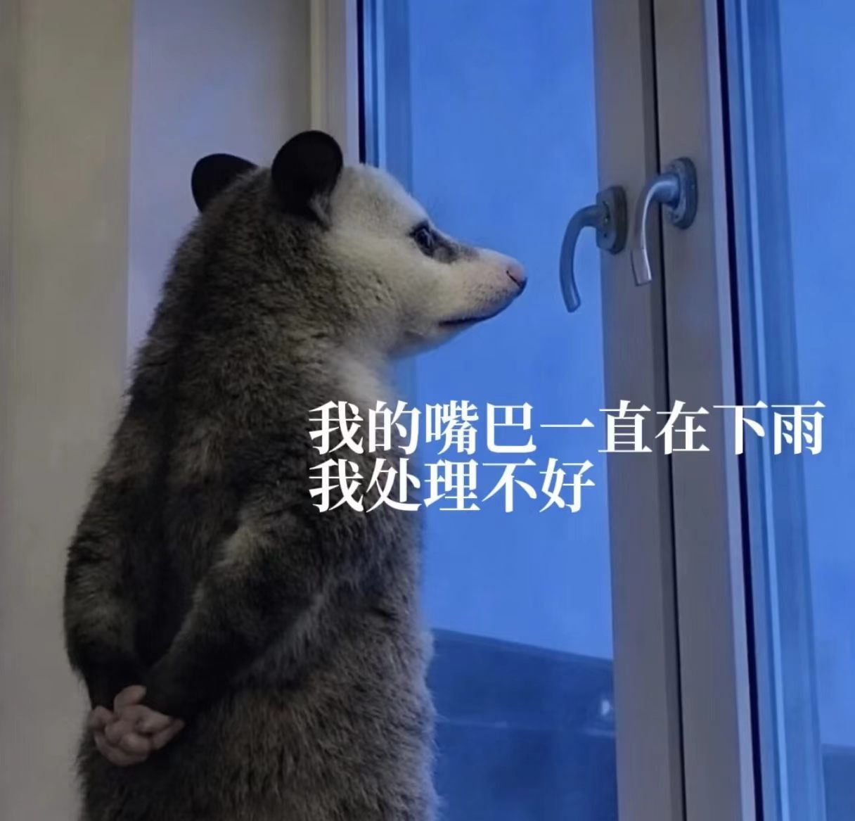 分享图片 ​​​