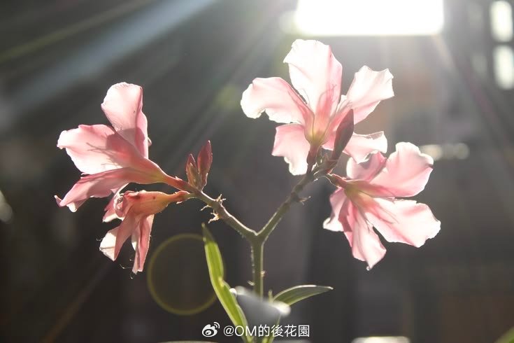 接下来～土星逆行了月交点也要换座（mean node)狮子/水瓶、金牛/天蝎上升