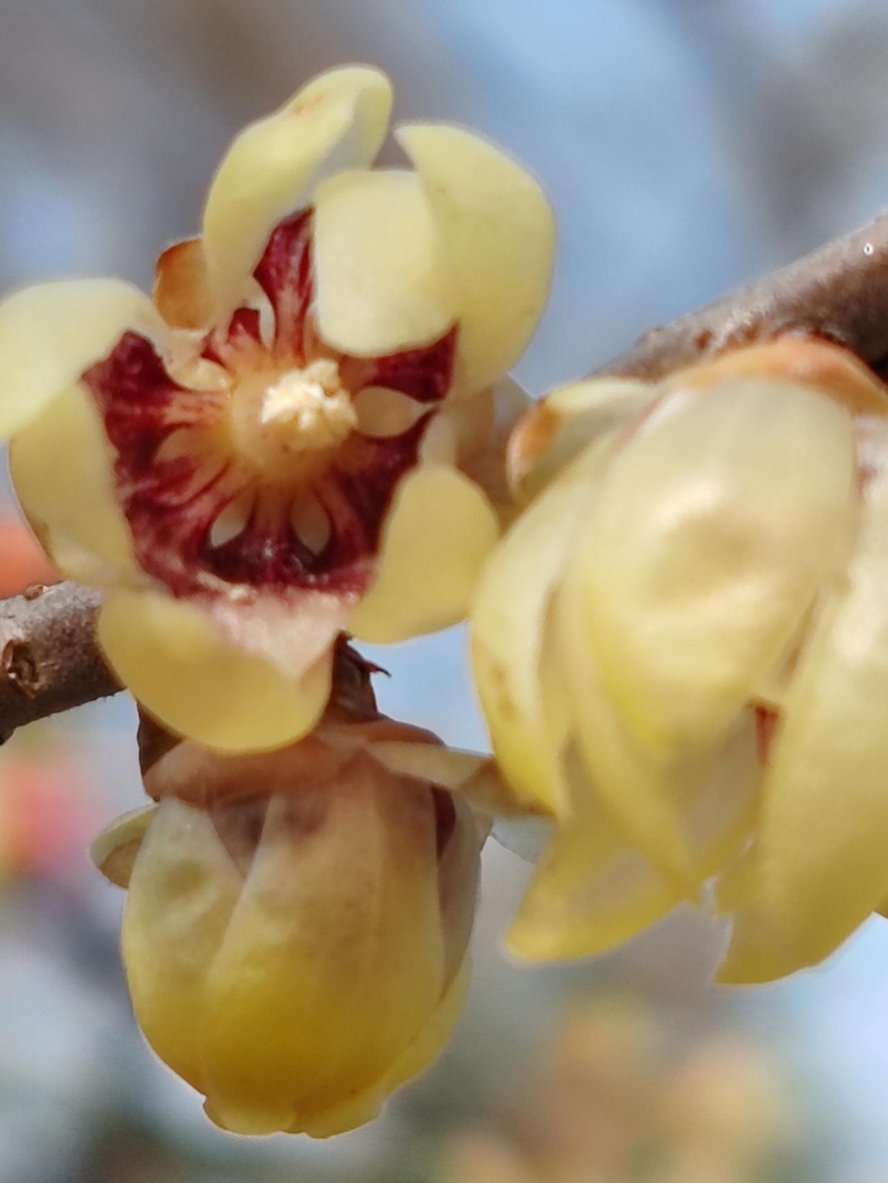 晒图笔记大赛春赏梅景。