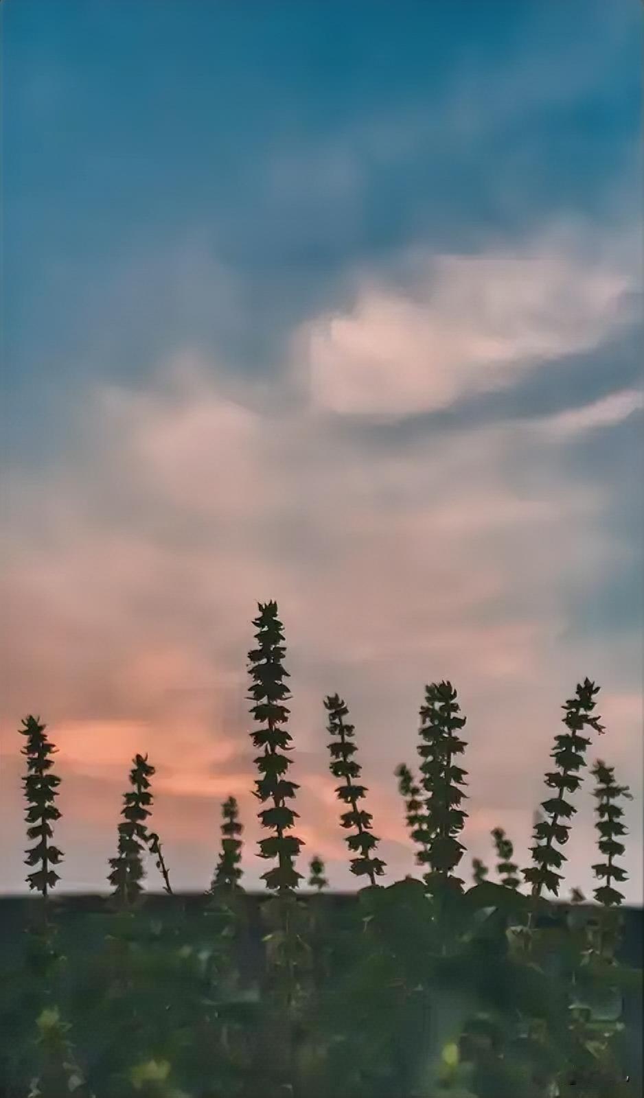 我新发布的内容被官方推荐啦！👍你也快来发布一条吧！带