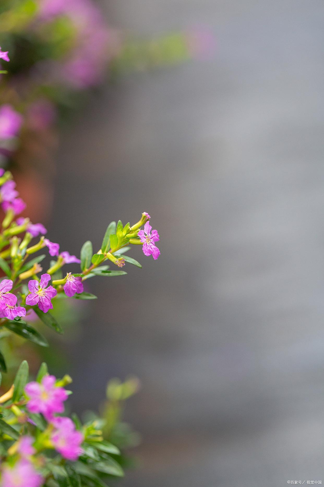 下联：雨露潇潇地呈笑

赏析：这幅下联以“雨露潇潇”对“风烟轻轻”，描绘了雨露滋