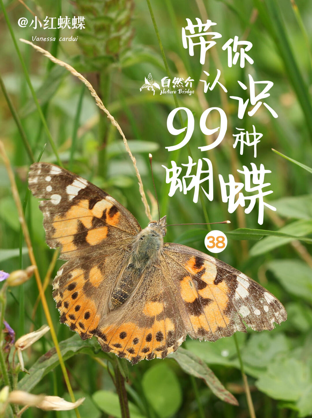带你认识99种蝴蝶