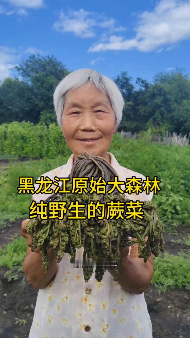 黑龙江原始大森林纯野生的蕨菜。
我家是小兴安岭的主脉，原始大森林。这是邻居家采，