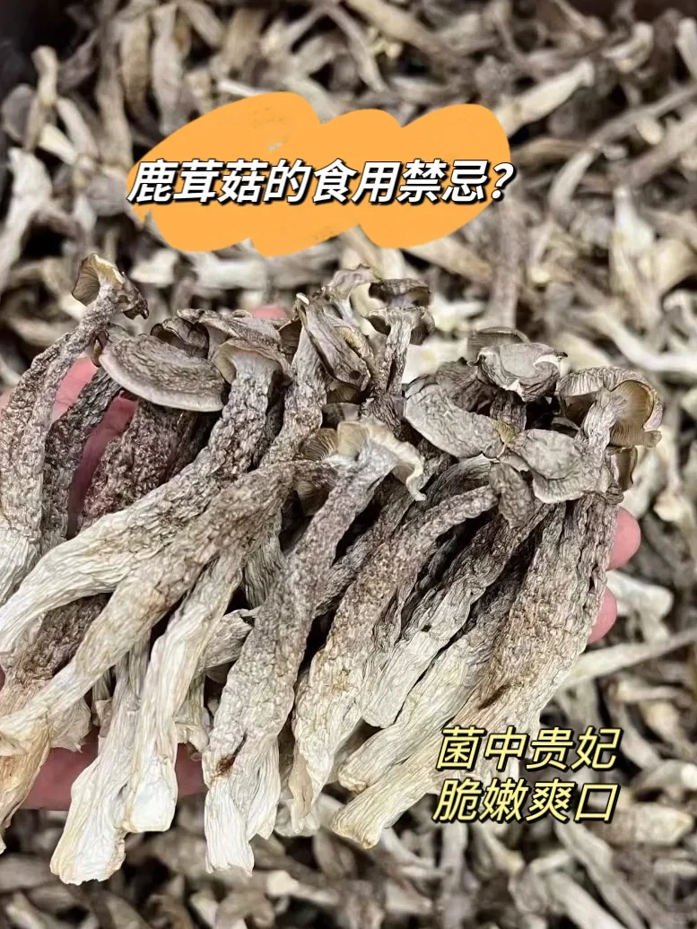 🔥比肉还好吃的鹿茸菇功效及禁忌🧐