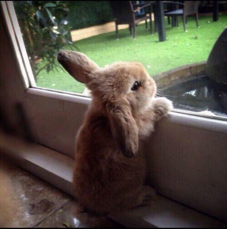 𝙘𝙪𝙩𝙚 𝙗𝙪𝙣𝙣𝙮🐰 
