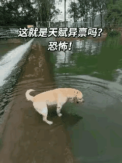 狗狗会潜水？