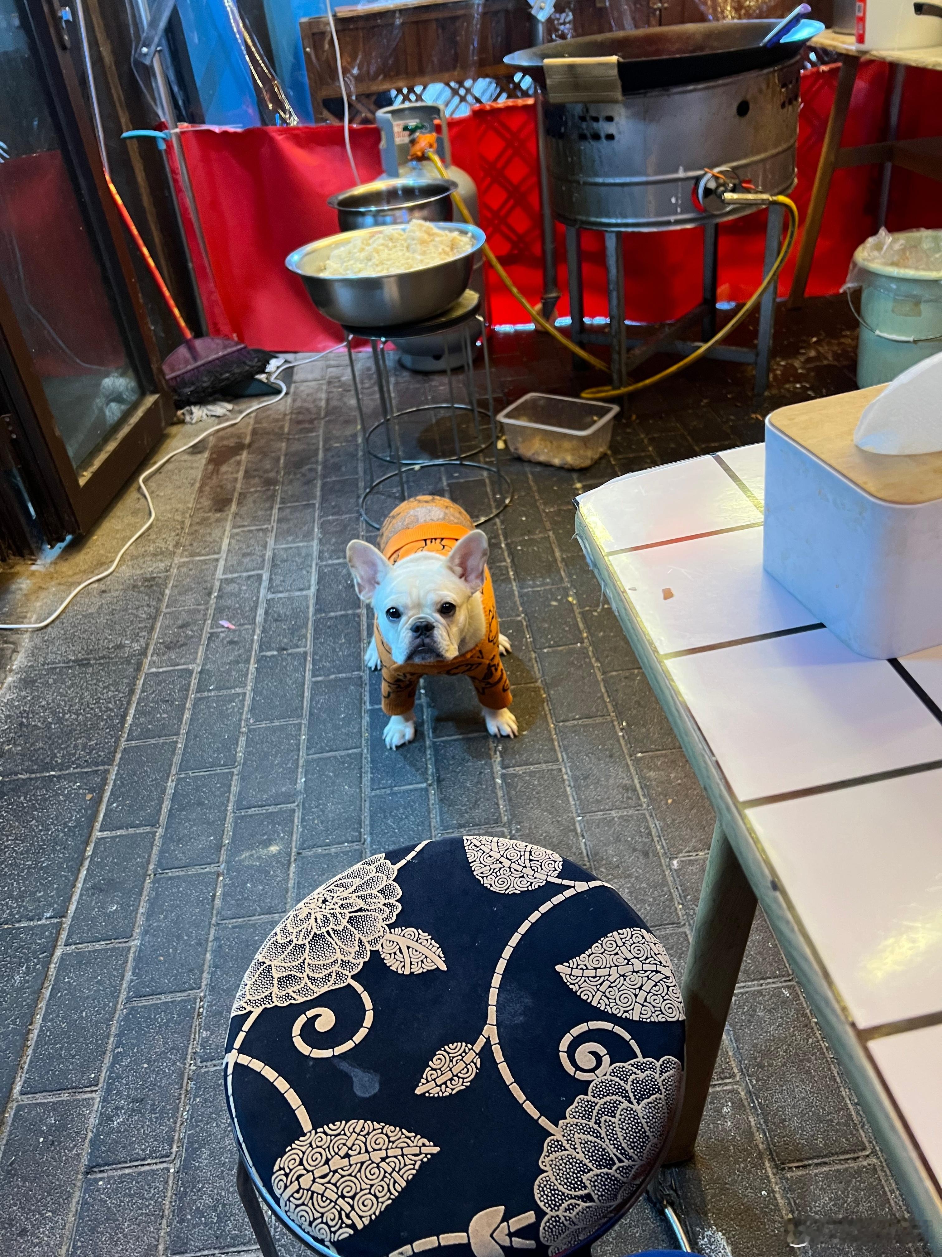 出门，在小摊上吃个饭，跑来一只狗，直直盯着我。这是要干啥，我也在等餐，还没吃上呢