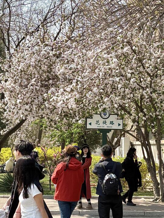 天津大学开放了🌸海棠花已开💯