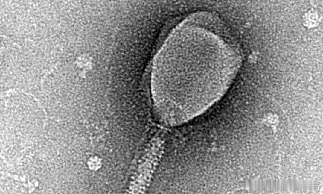 【AI设计病毒：恐慌之前，先厘清现实与想象的边界】一篇关于“AI能从零设计病毒基