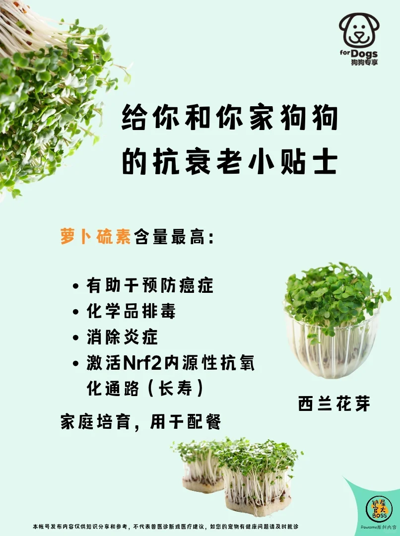 为你和你家狗狗提供抗衰老小贴士