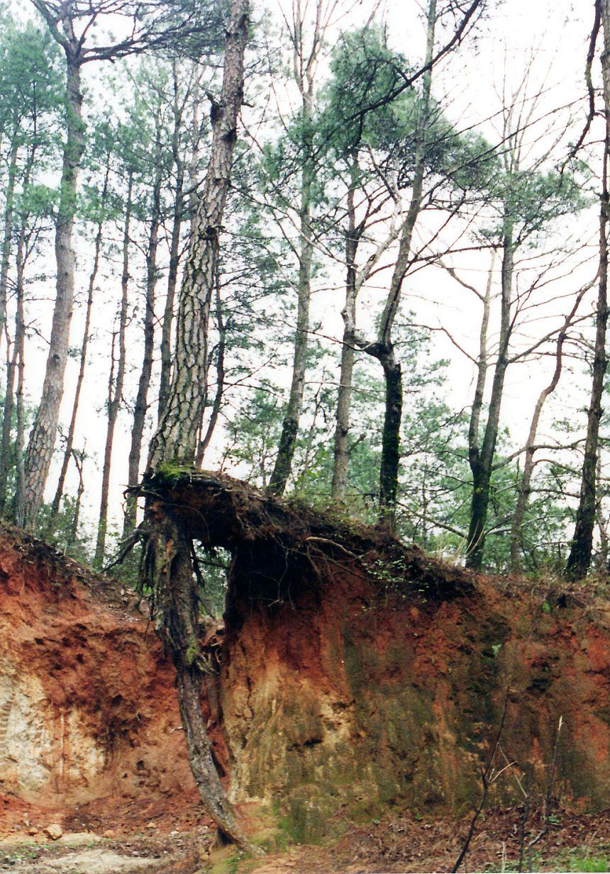 这棵树没有倒真是奇迹！