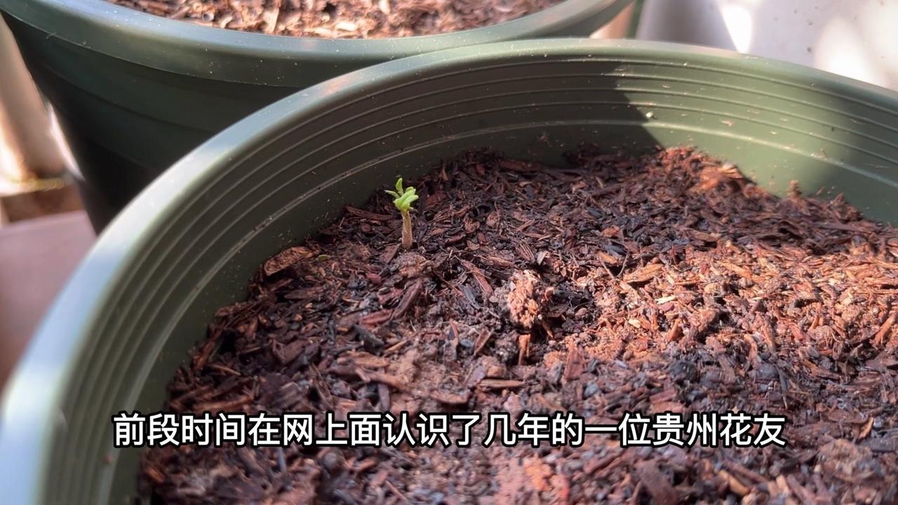 🌱花友赠的种球发芽啦！前段时间认识的贵州花友送了些酢浆草种球，8月底看到早花品