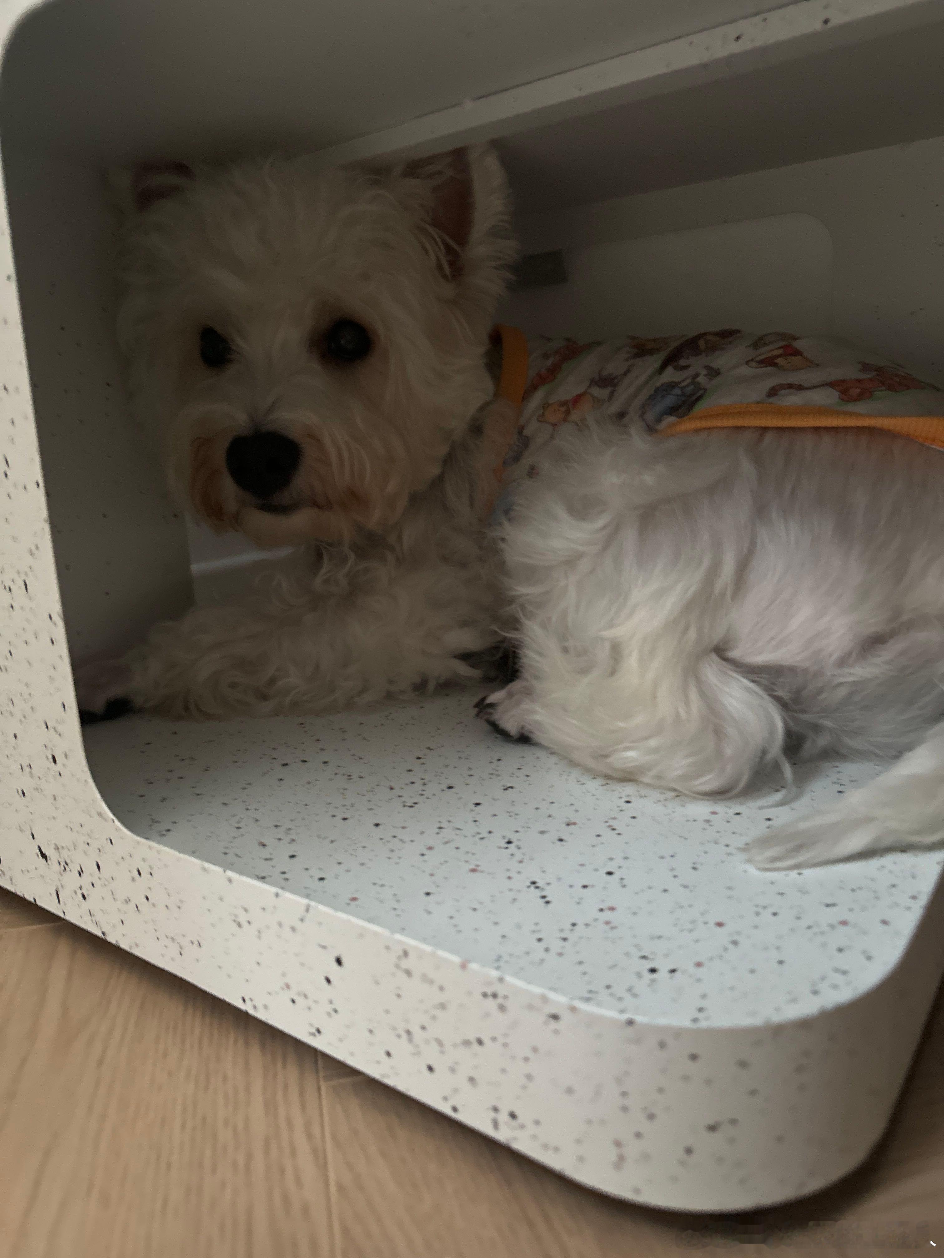 不呆躲起来的小呆呆🐶 
