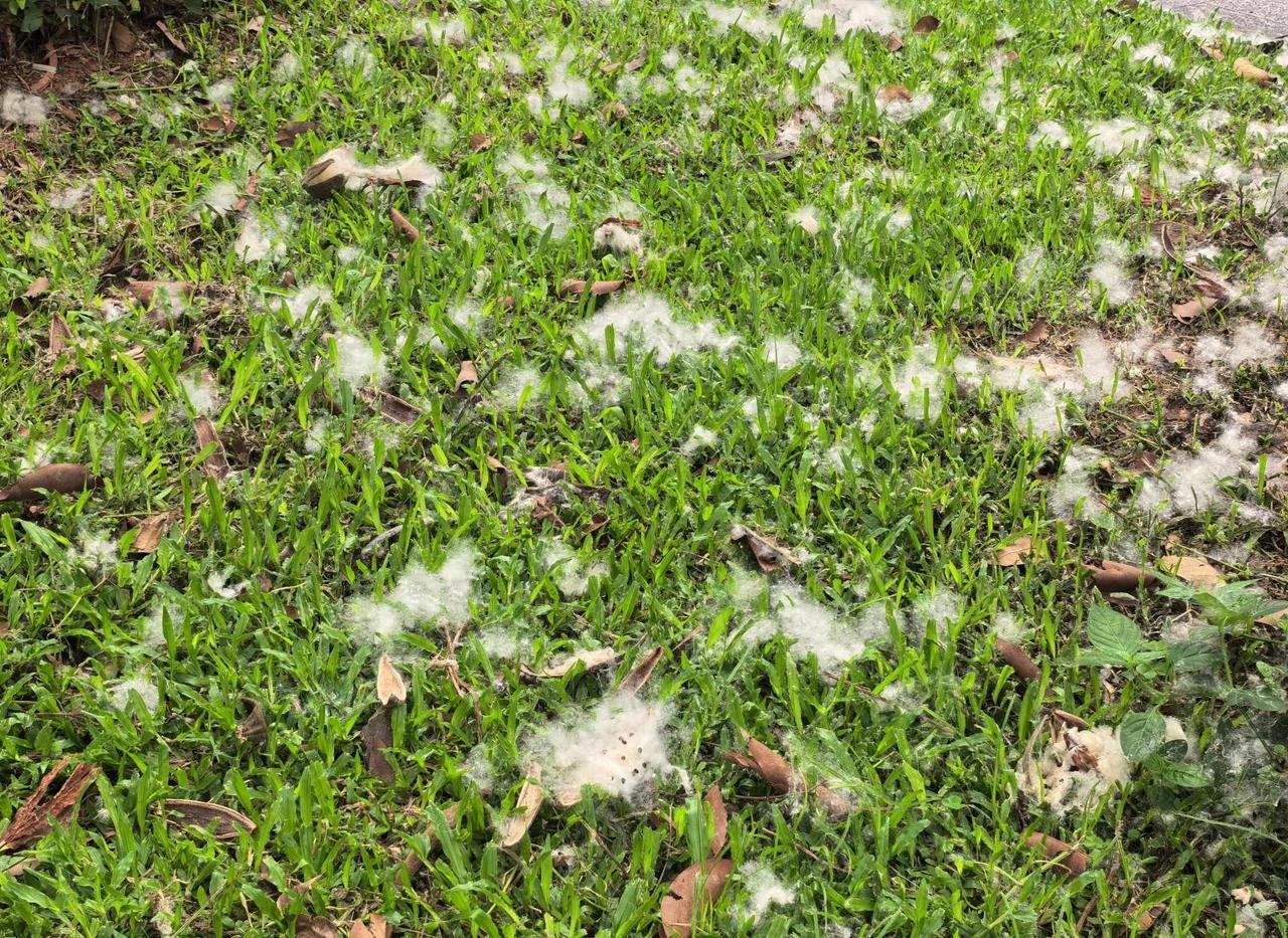 深圳这个季节下的棉花雨深圳 棉花雨