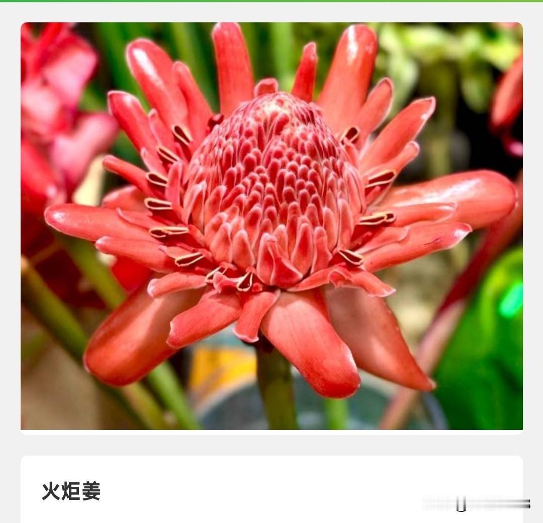 “姜科里的“玫瑰”——火炬姜
(瓷玫瑰)
姜科的植物？想必大家第一
时间跃入脑海