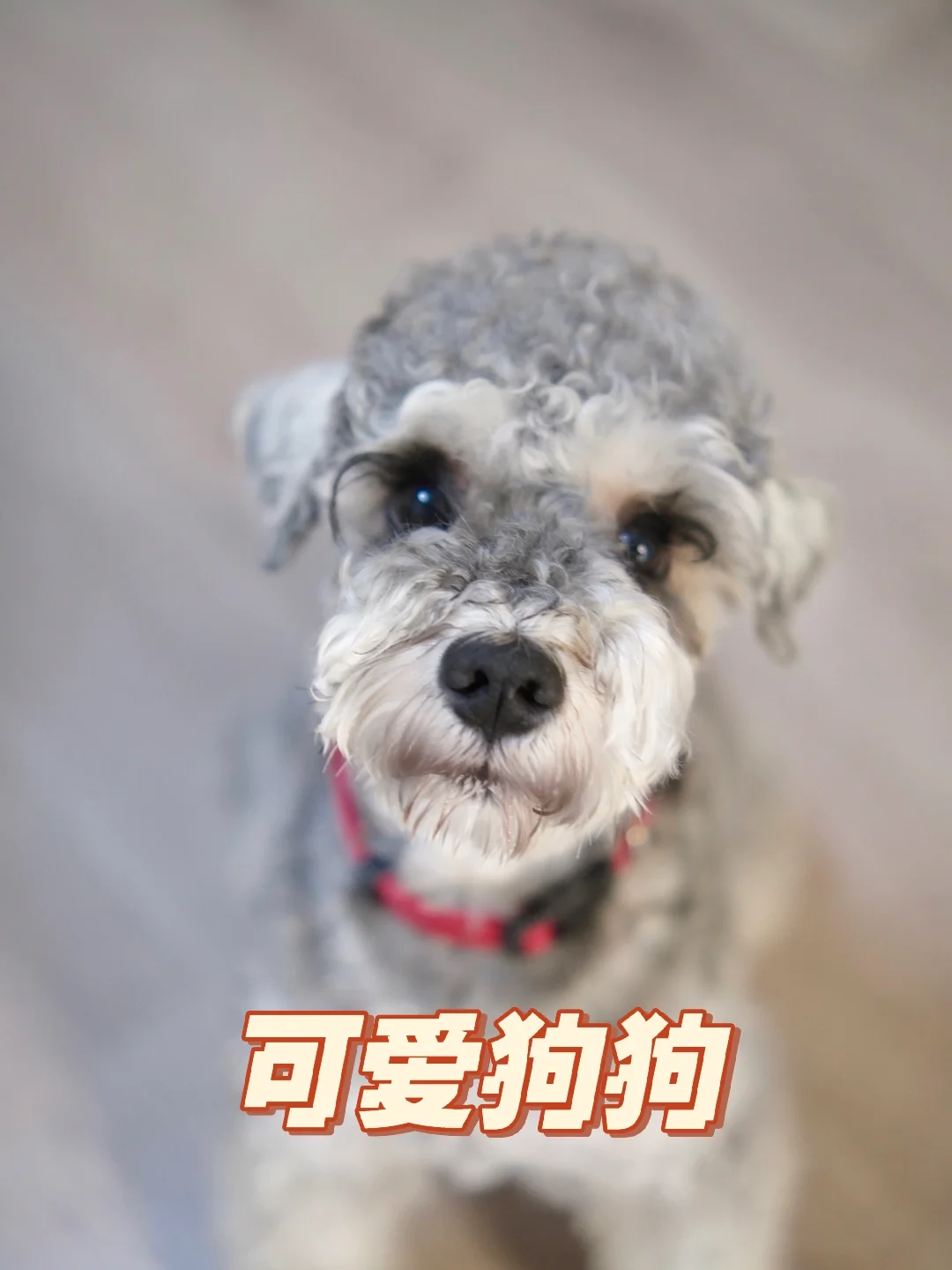 我的修狗好可爱呀