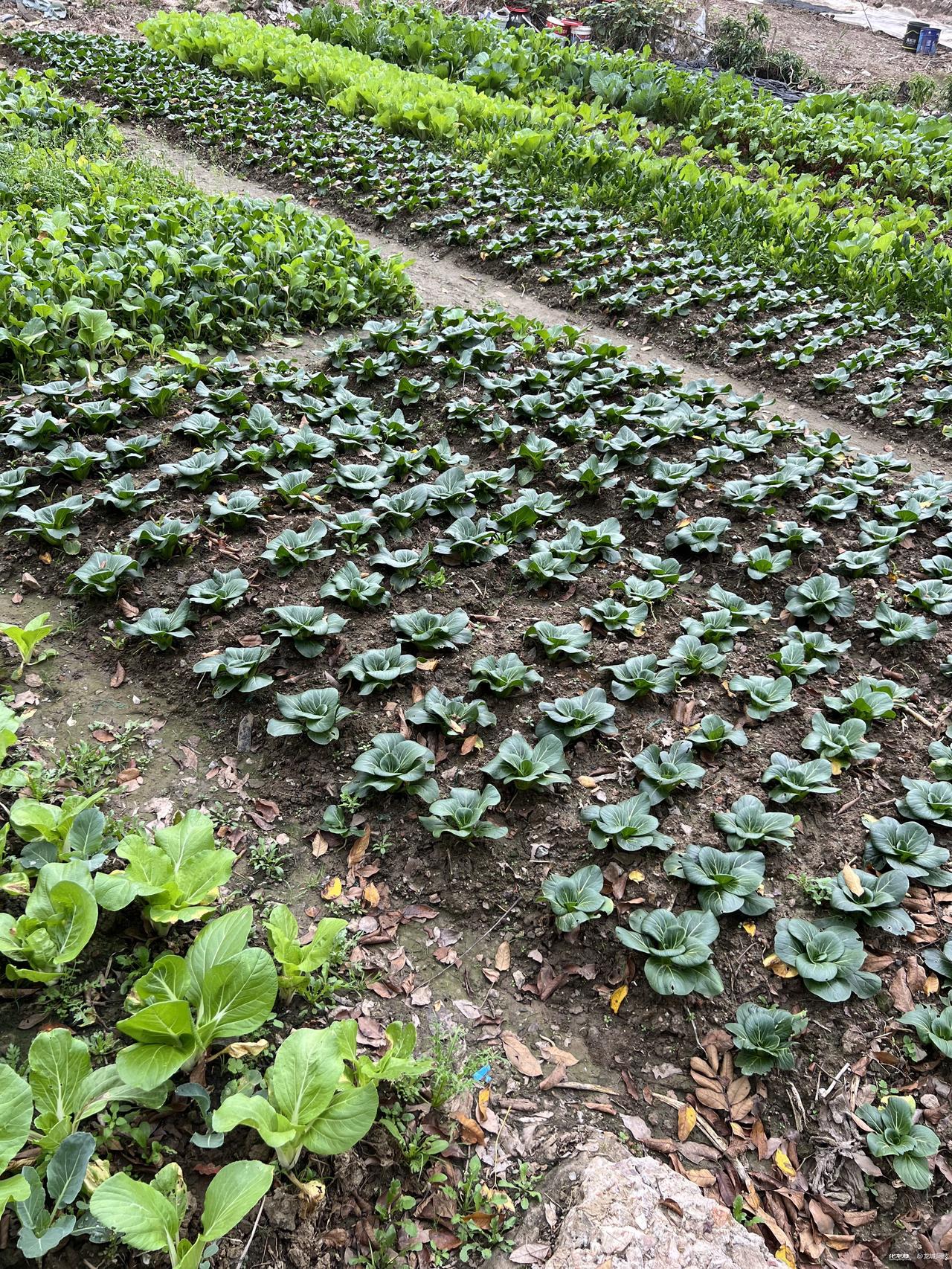 菜农不易
近日，节日菜场价格异常，从节前高点降到节后冰点，许多品种蔬菜降到几毛，