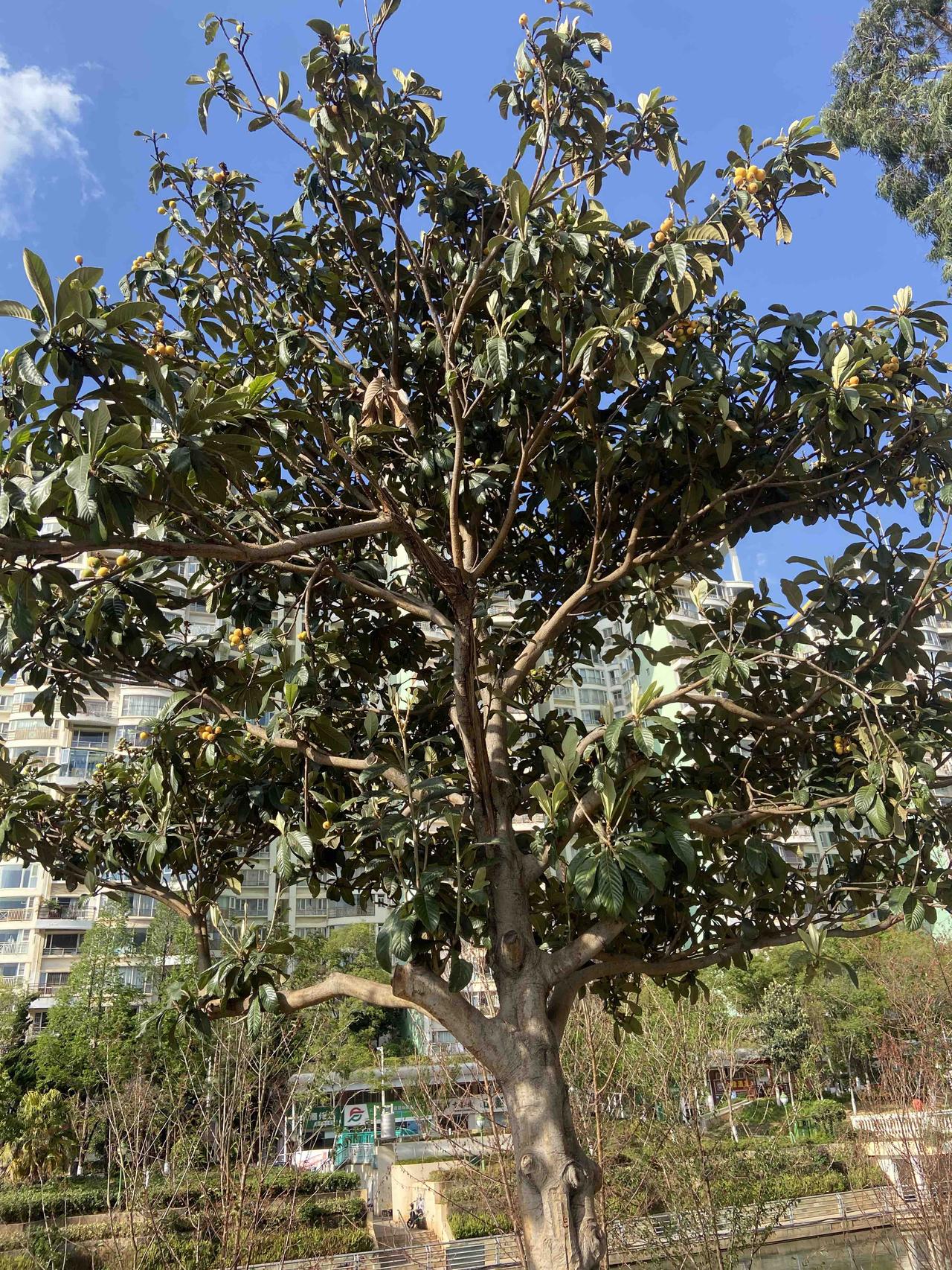 气温有20几度，风却很大，只好穿上长袖速干衣库，还穿了件防风衣服，才出门跑步打卡