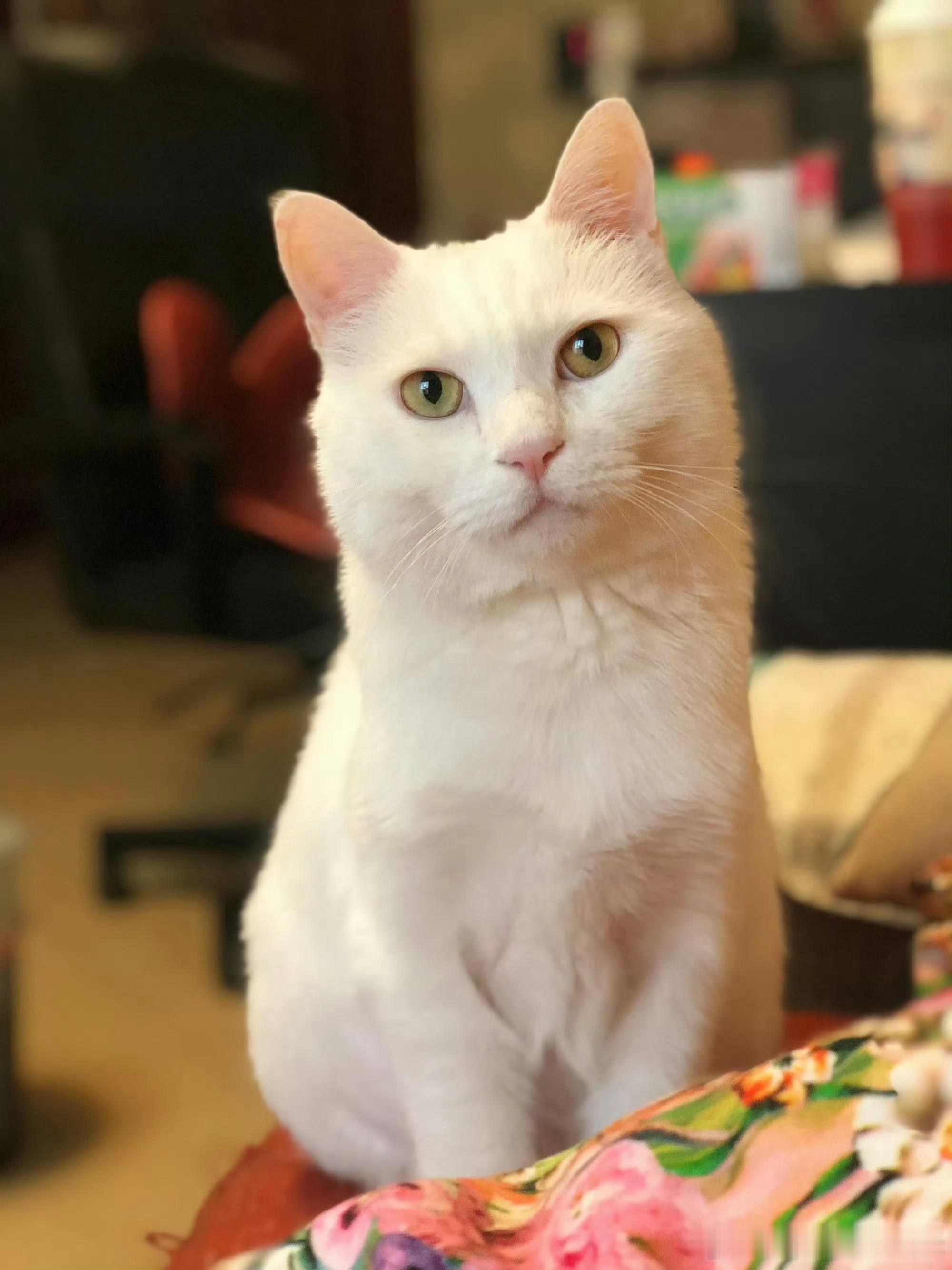 天呐😿大咪辛苦了，去了喵星继续幸福吧，世界这么大 一定会再见的papi家的大咪