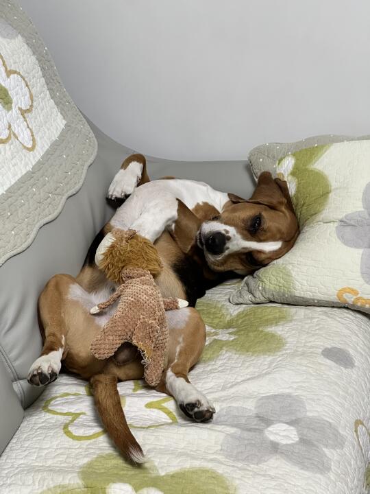 比格犬图大爷：非礼勿狮