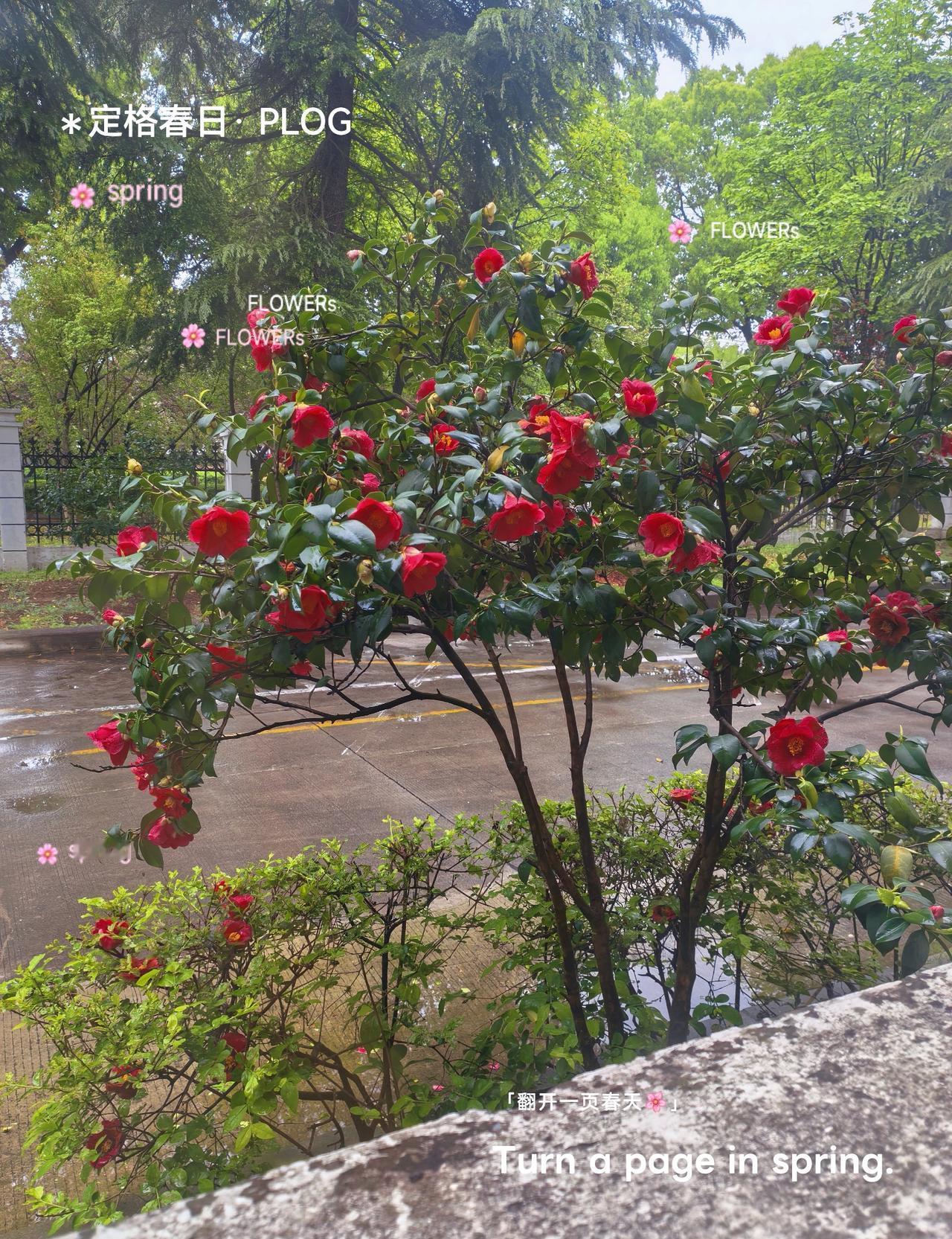 花醒了，
伸个懒腰，
就把春天撞得摇摇晃晃。