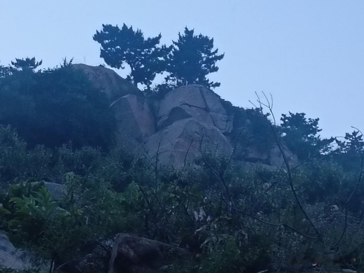 高纪明(山东)
山花子·见青山围网有感
石径穿林草木深，山围铁网不精神。野兔飞鹰