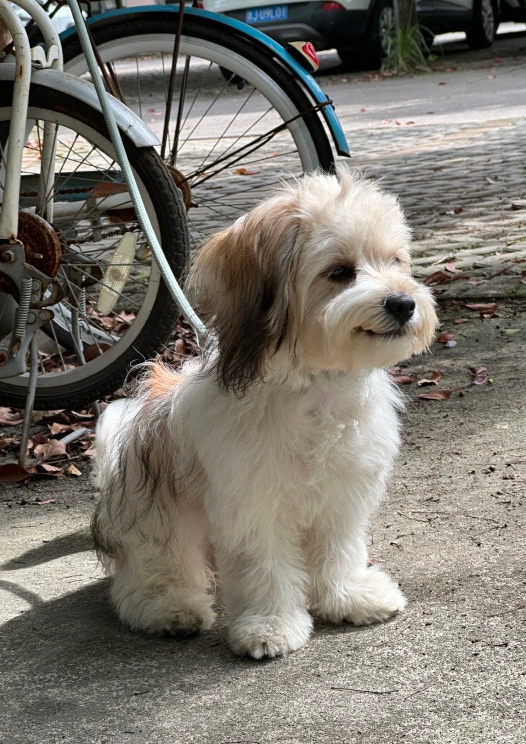 当小狗被路人夸奖后： ​ ​​​
