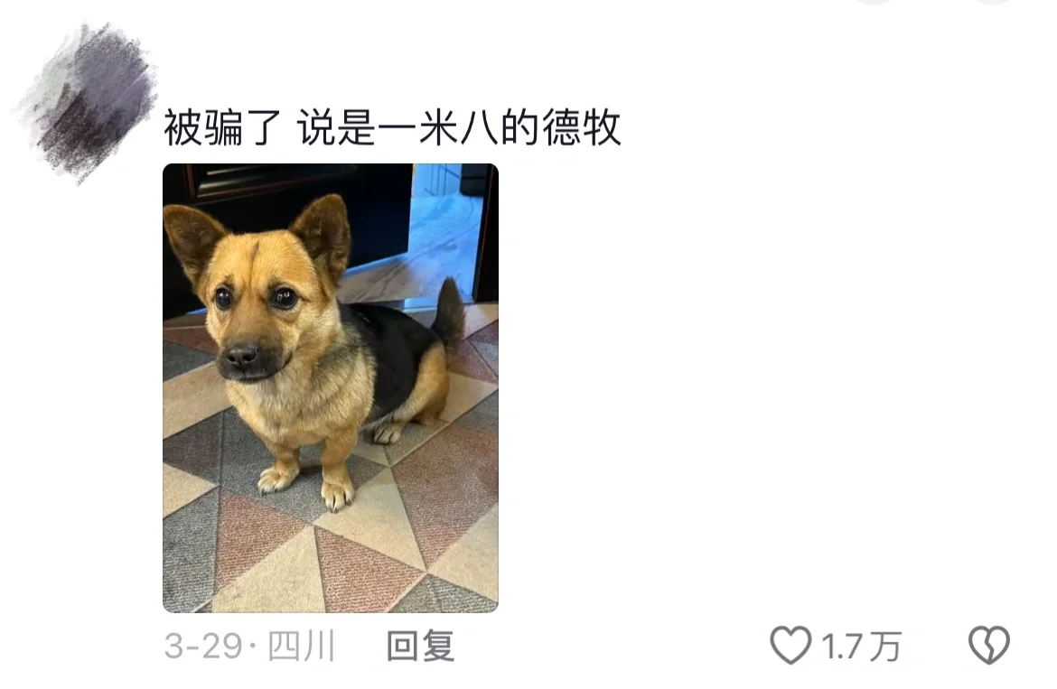 小狗长大的样子堪比开盲盒🤣