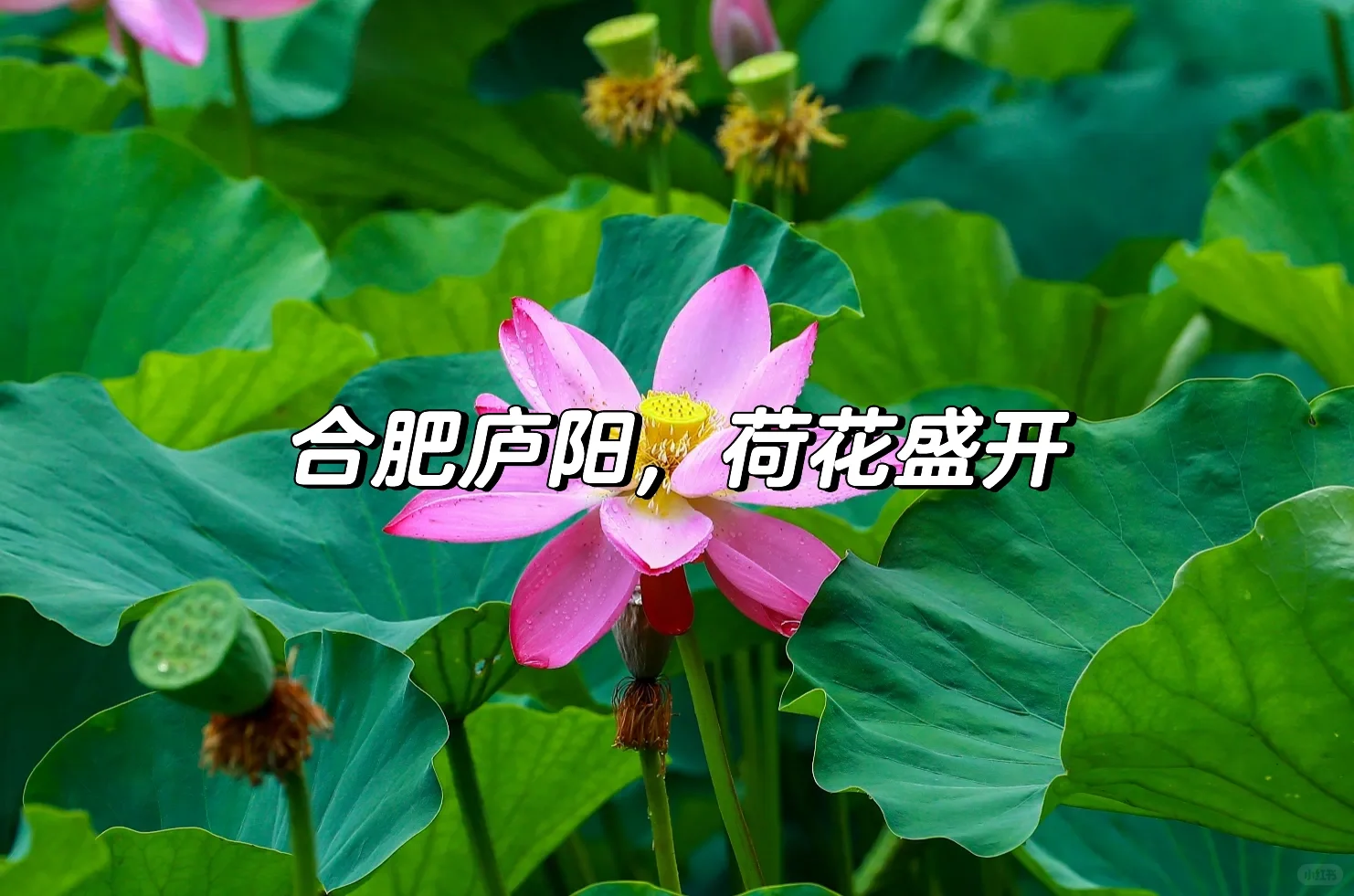 夏末至，暗香浮动荷花池🪷