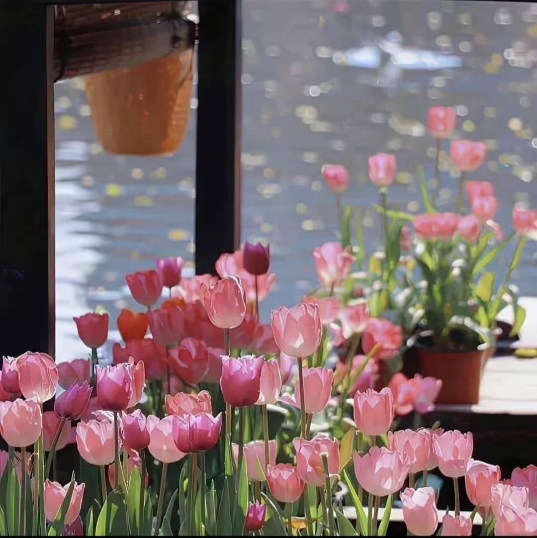 粉色郁金香盛开，阳光洒满湖畔，美不胜收！🌷🌞