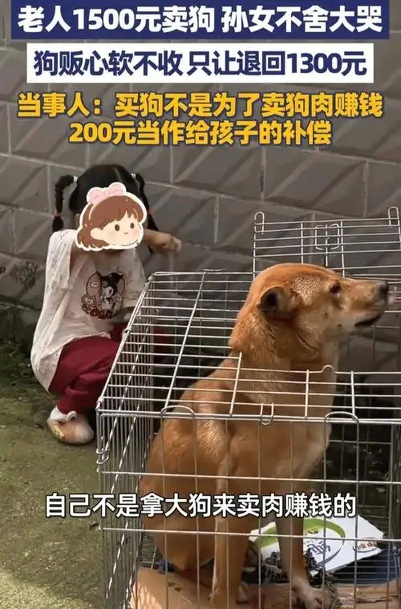 一场没谈拢的卖狗交易，狗贩子最后倒贴了钱。

广西桂林一处农村院子里，老人跟狗贩