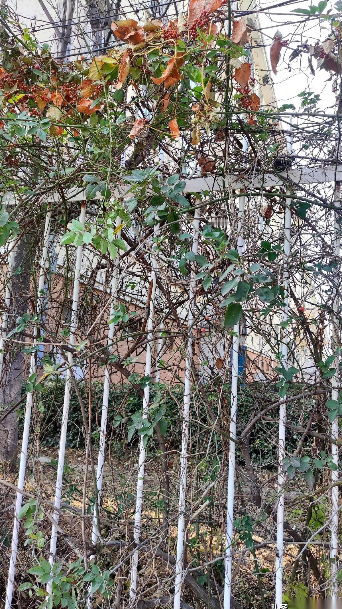 我姐夫，去年出去干活挣了三万块。
今年，说啥也不去了。
63岁的人了，梗着脖子说