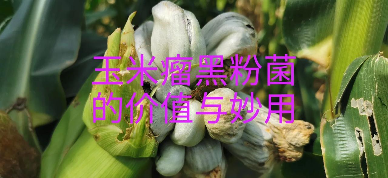 玉米瘤黑粉菌：藏在玉米里的“黑珍珠”

在广袤的玉米地里，玉米瘤黑粉菌就像一个神