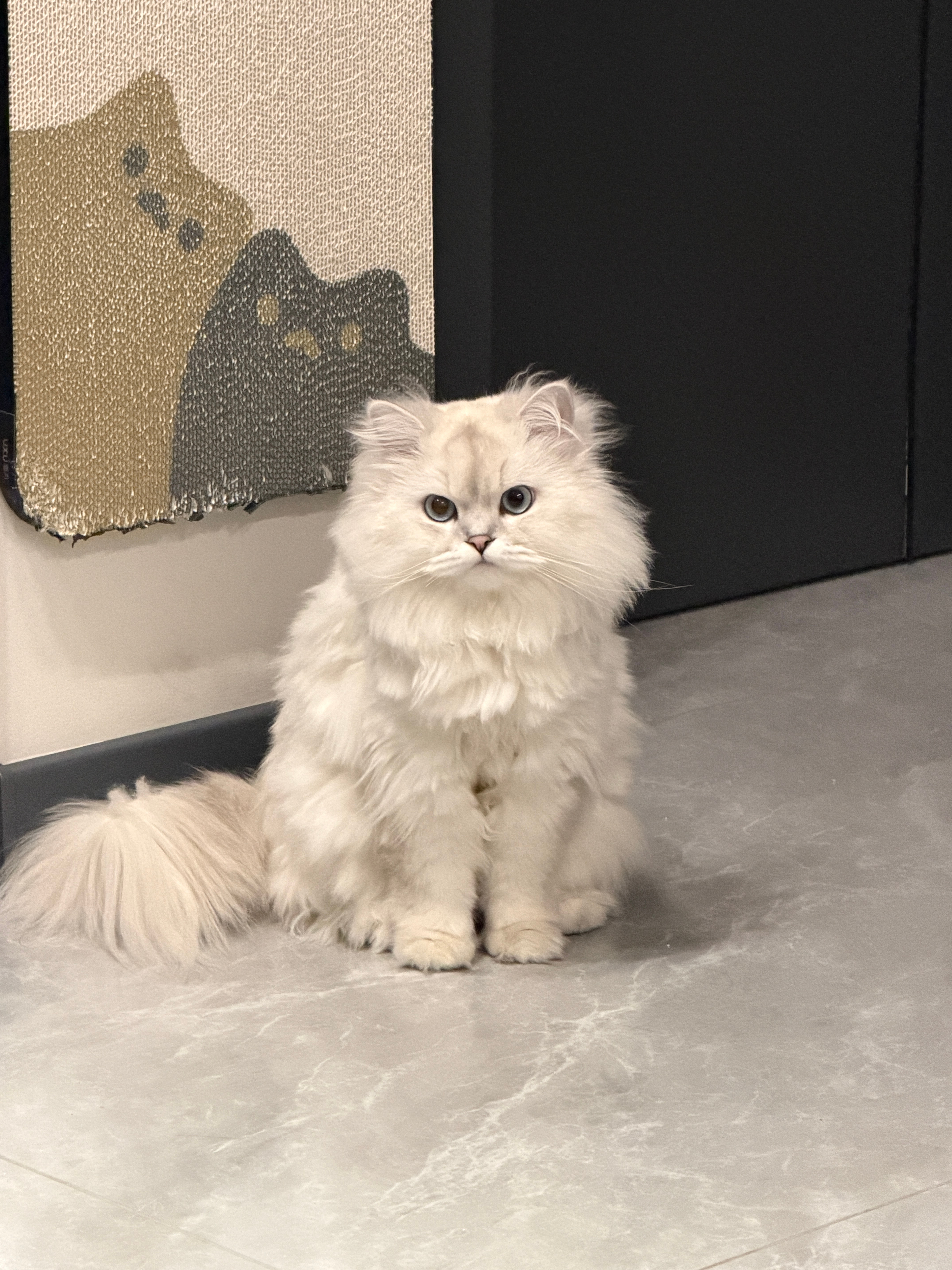 我精心修剪之后的小猫。 ​​​