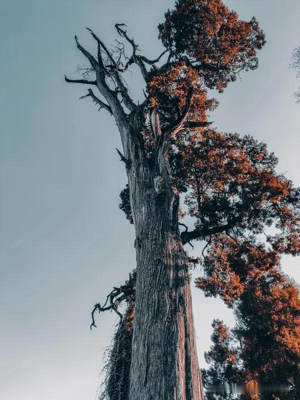 树高千尺,叶落归根,为什么? “树高千尺，叶落归根”，这话很有道理。从自然角度看