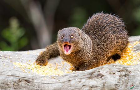 《旧唐书》记载：“贞观二十一年，波斯遣使献活褥蛇，其状类鼠而色青，身长八九寸，能