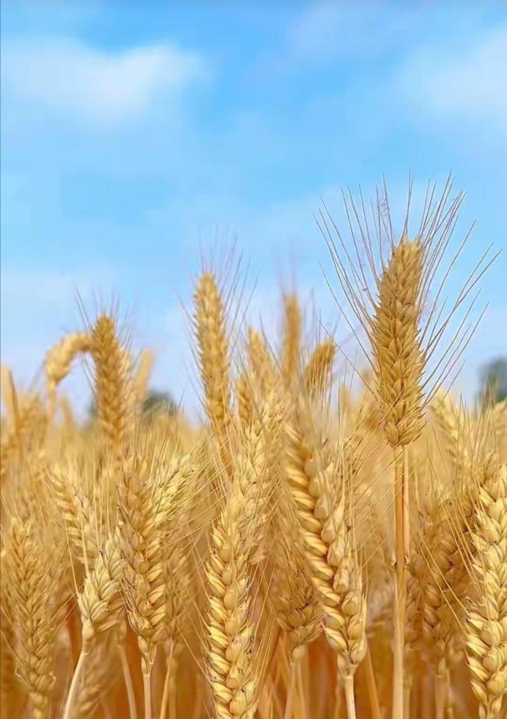 秋天麦子熟了引争议
近日，在快手、抖音、头条平台上可以看到不少网友发文或直播吐槽