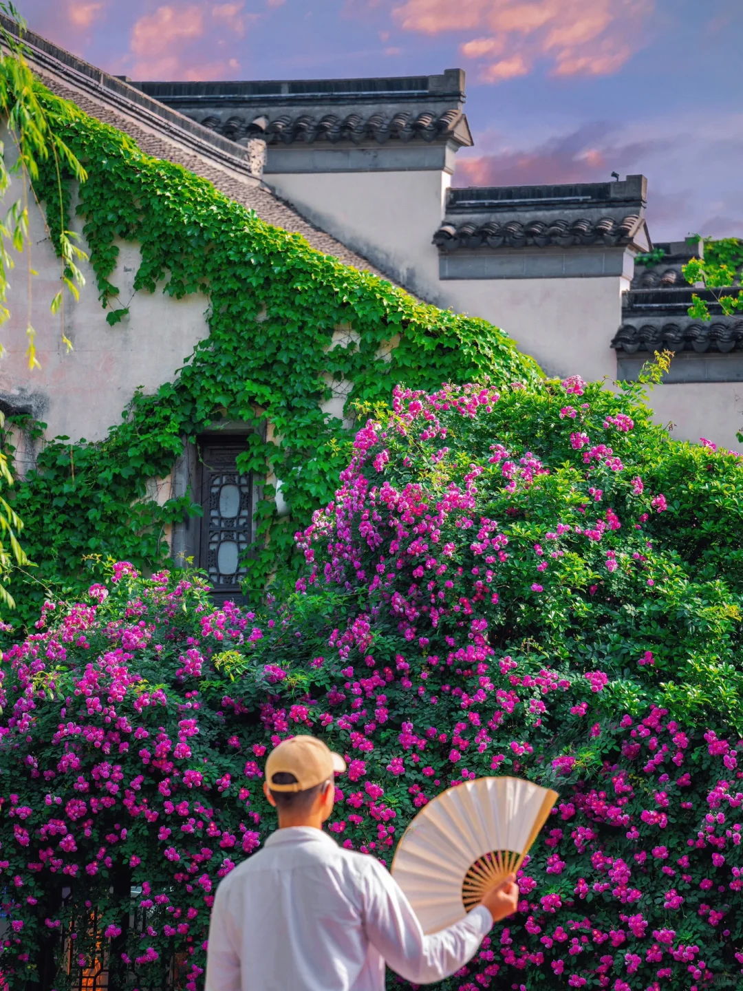 人生建议‼️来老门东赏蔷薇别错过这些机位🌹