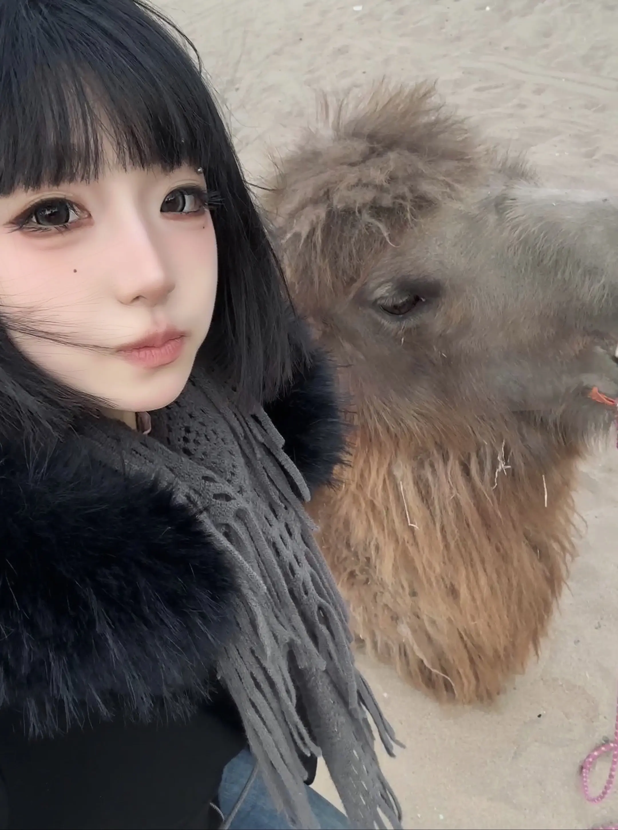 可爱的小骆驼