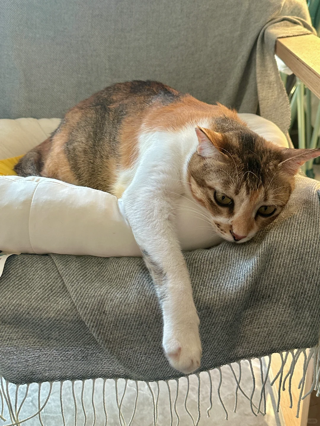 当小猫爱上猫窝🥹