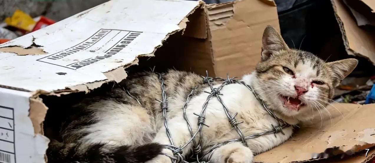 小区新租户肆意捕捉流浪猫，辩称“法无禁止即可为”，太气愤！
 
一小区新来一位租