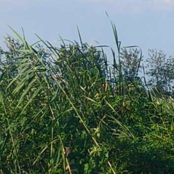 夏日爱心站刘萧旭移巢 阳光，是前行的火，点亮我们前行的灯；阳光，是前行的灯，照亮