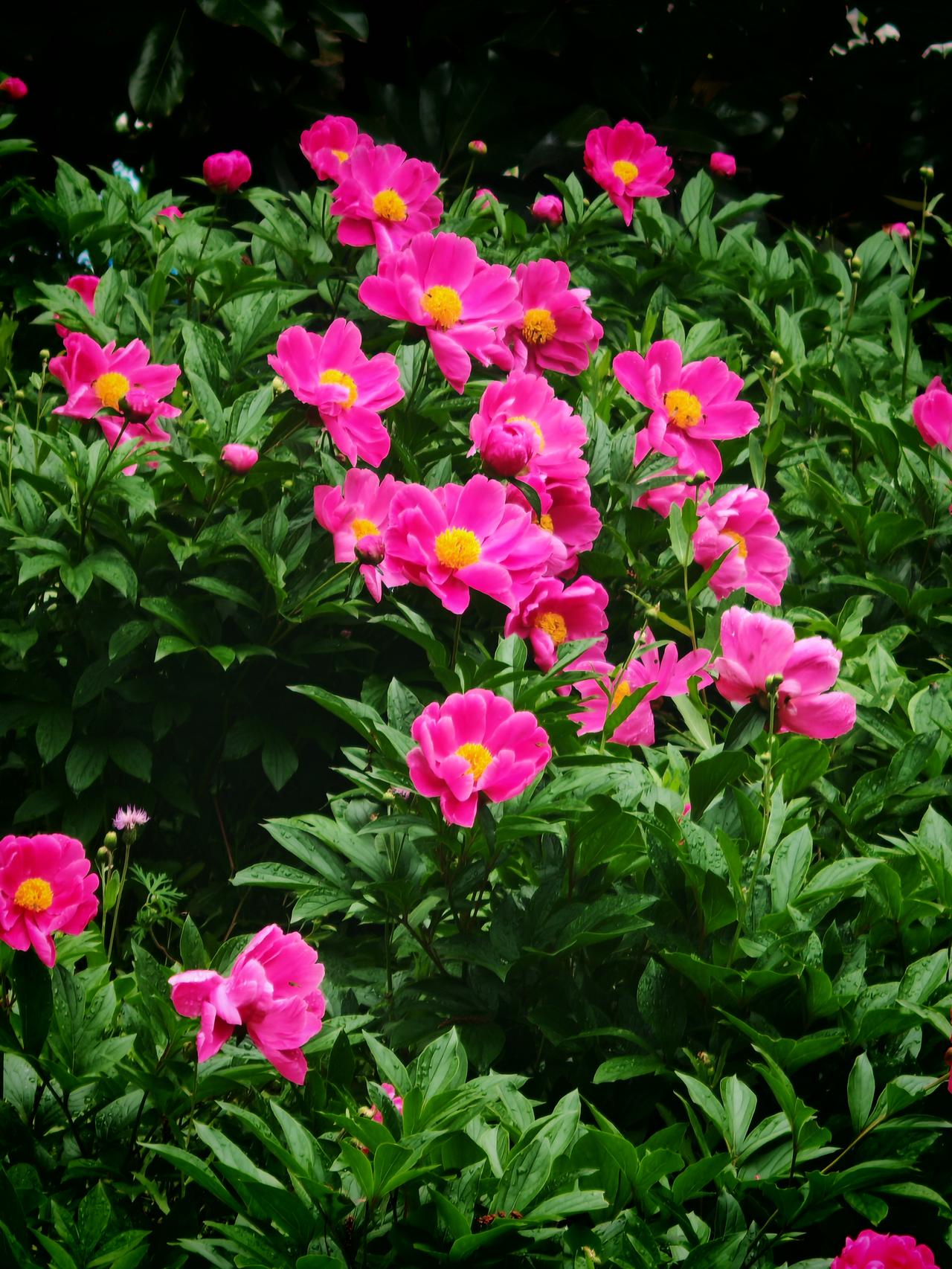 五月芍药提前开花报平安