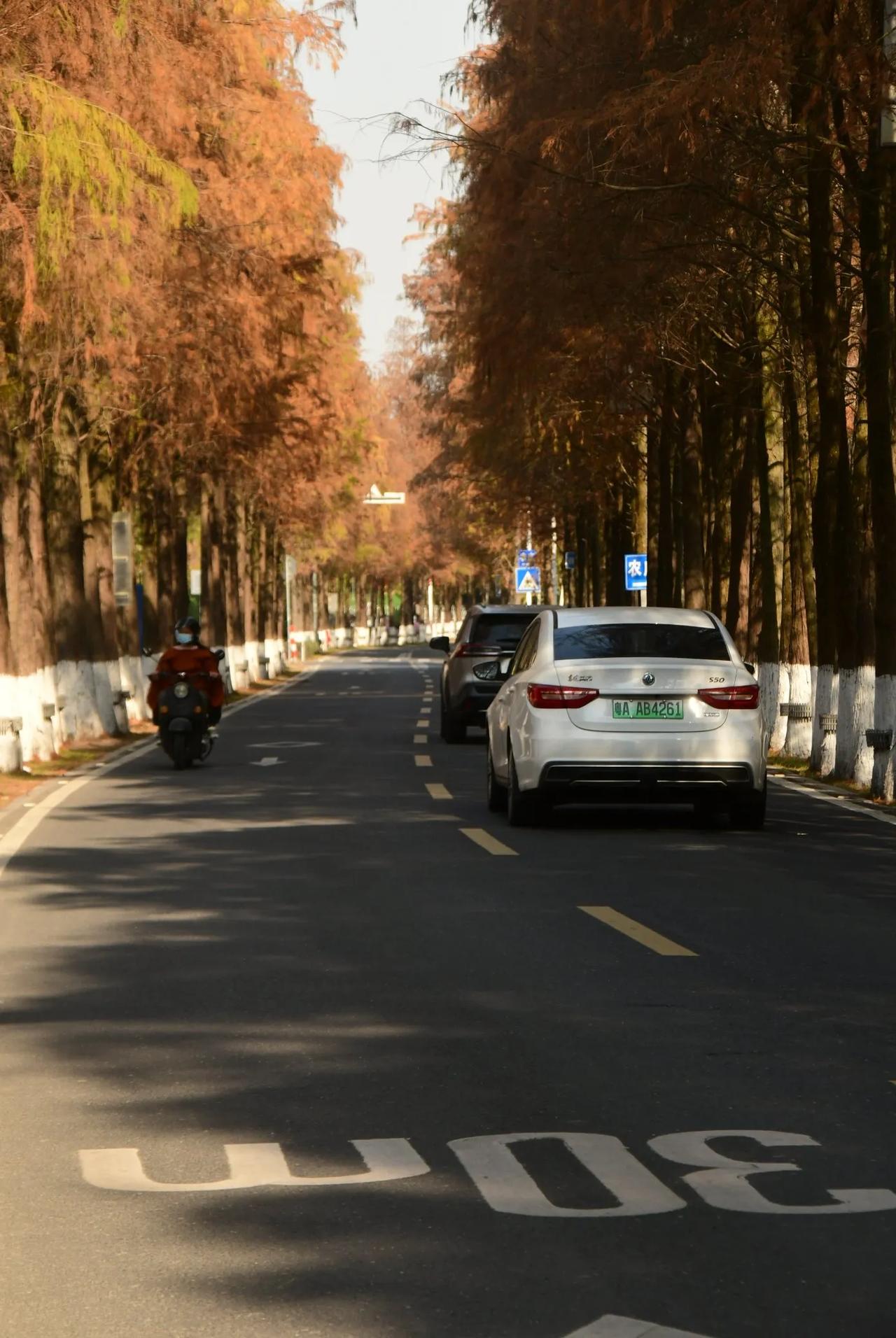 林间车马行，秋色入画来。路上的枫景 路边的秋色很美 随手拍的落叶杉 随拍公路旅行