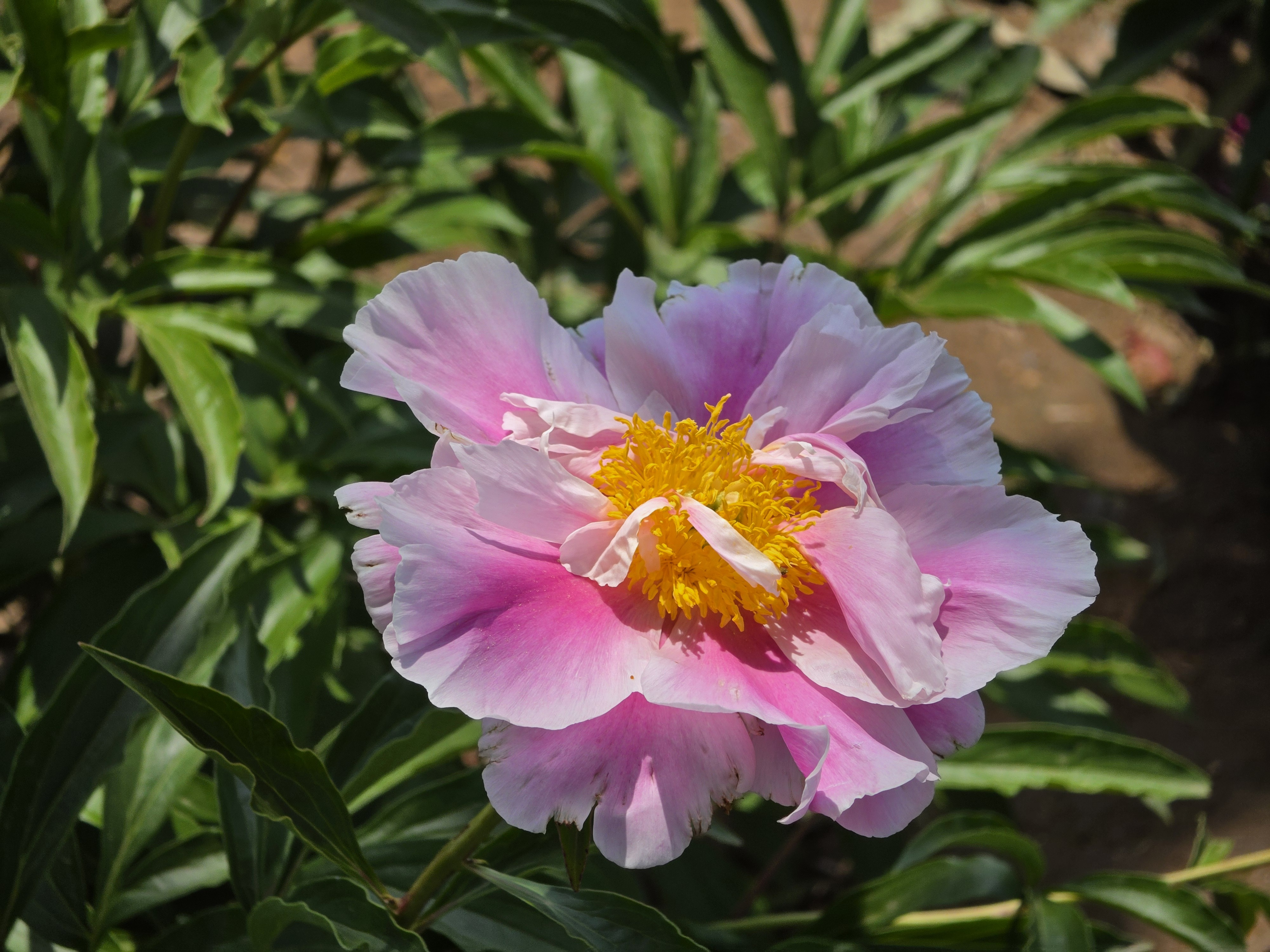芍药花盛开 