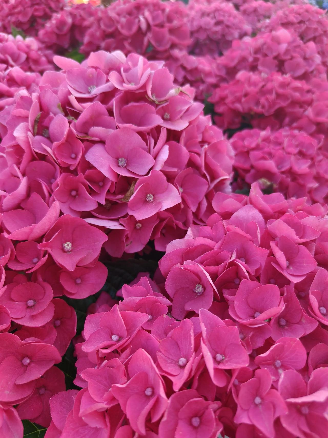 2026上海国际花卉节…复兴岛分会场
🌸🌸🌸🌸花花草草🌿🌿🌿🌿随
