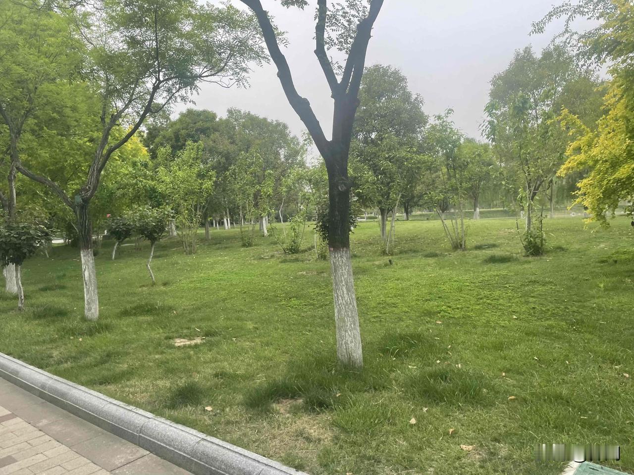 【清平乐•鸠鸣遍野】
鸠鸣遍野，芍药偷偷乐。
不怨春深添秀色，再把葱茏庆贺。
而